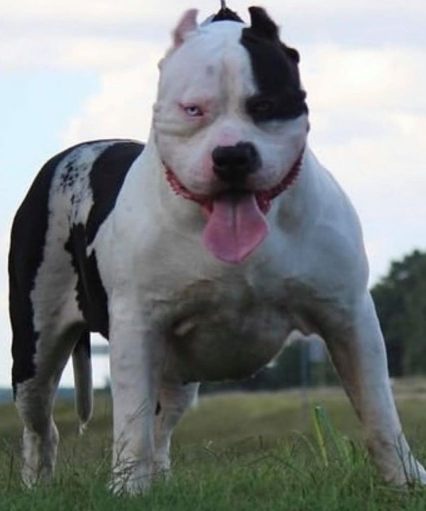 Probull's King Titus & S2C's Georgia 2 xxl pitbulls for sale in florida