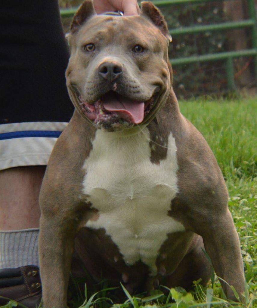 Probull's King Titus & S2C's Georgia 3 bully xxl puppies