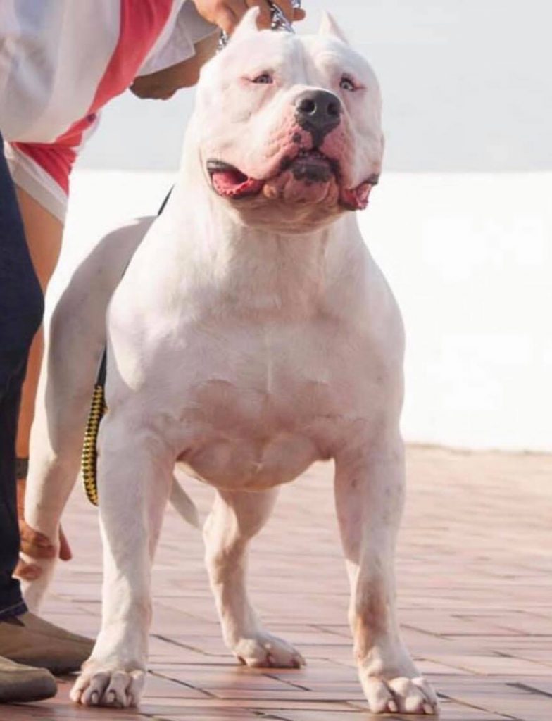 Wreaking Havoc & S2C Phoenix 2 HAVOC XXL Pitbull Puppies For Sale