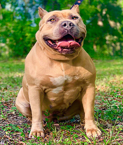 Wreaking Havoc & S2C Phoenix 3 blue fawn xxl americn bully pitbull