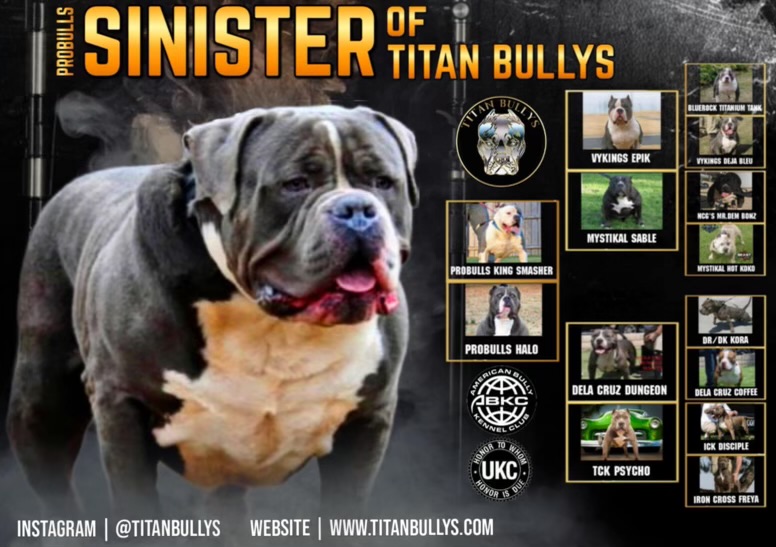 Probulls King Sinister