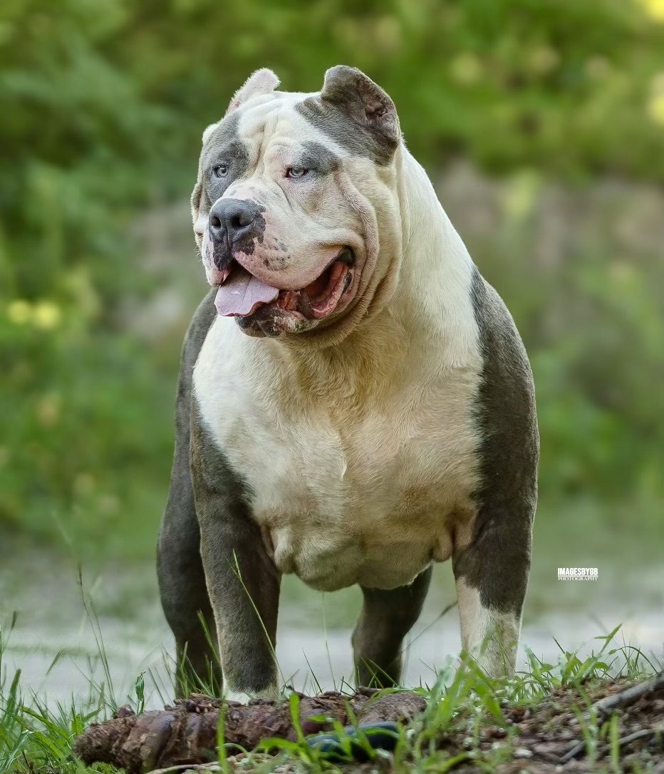 Pitbull Hawk