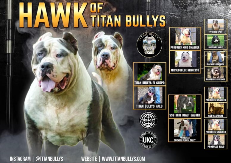 Pedigree Chart of Hawk of Titan Bullys